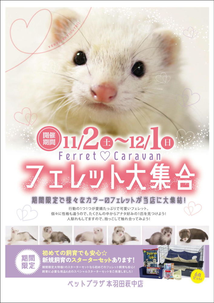 【新品・未開封・未使用】フェレットお迎えセット11点‼︎ フェレットお迎えセット11点！
