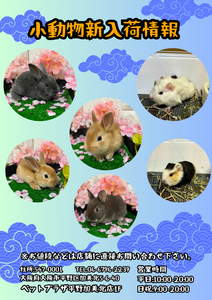 ペットプラザ平野加美北店】 ☆小動物コーナーより新入荷の