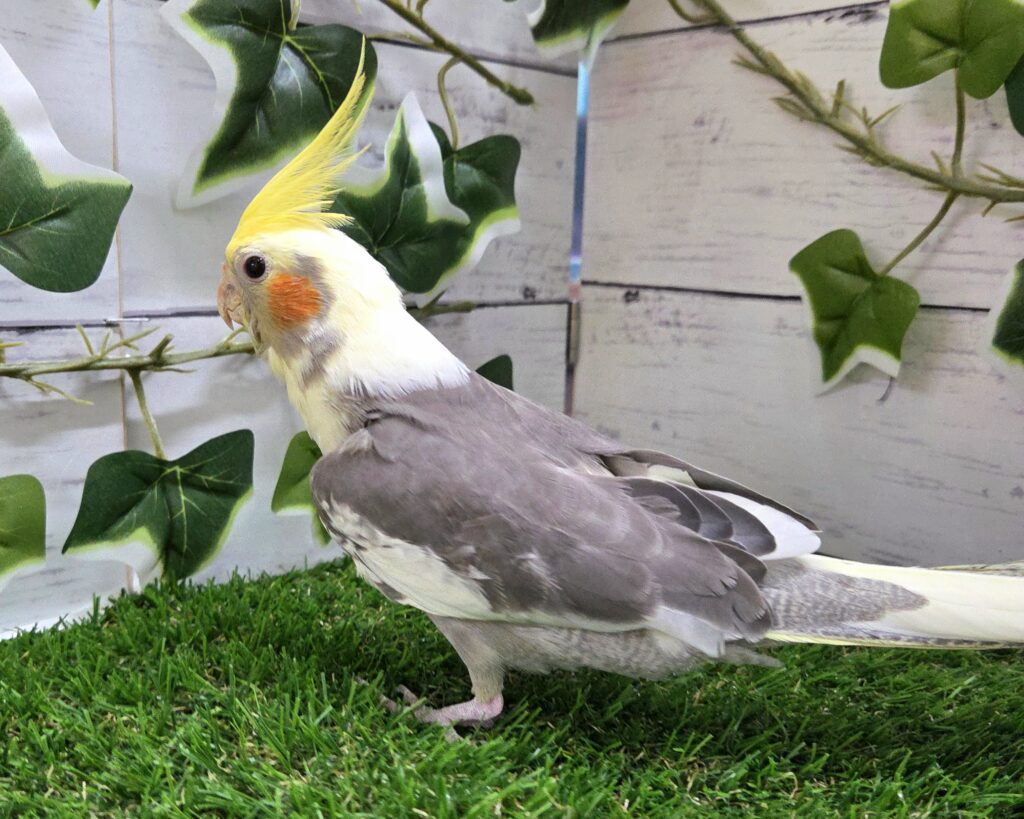 オカメインコ | 【全国120店舗以上】ペットショップ