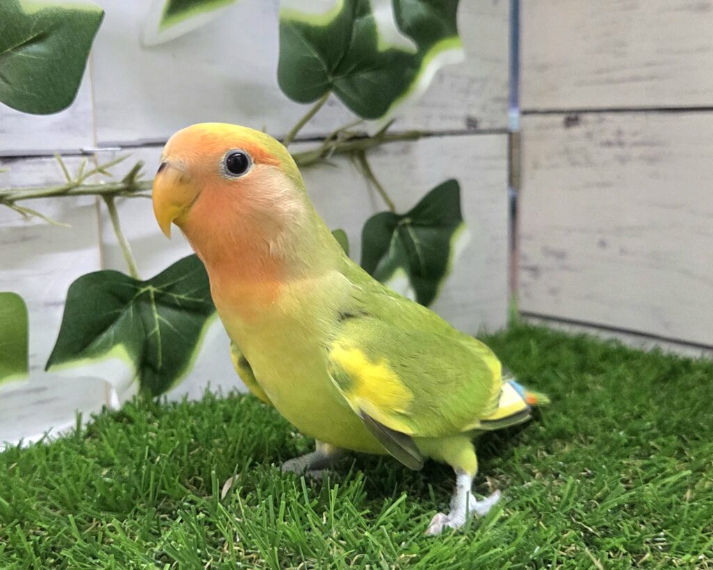 小桜インコ様、専用のpost 🌼Good vibes only, it's Friday🥳 #コザクラインコ#小桜インコ