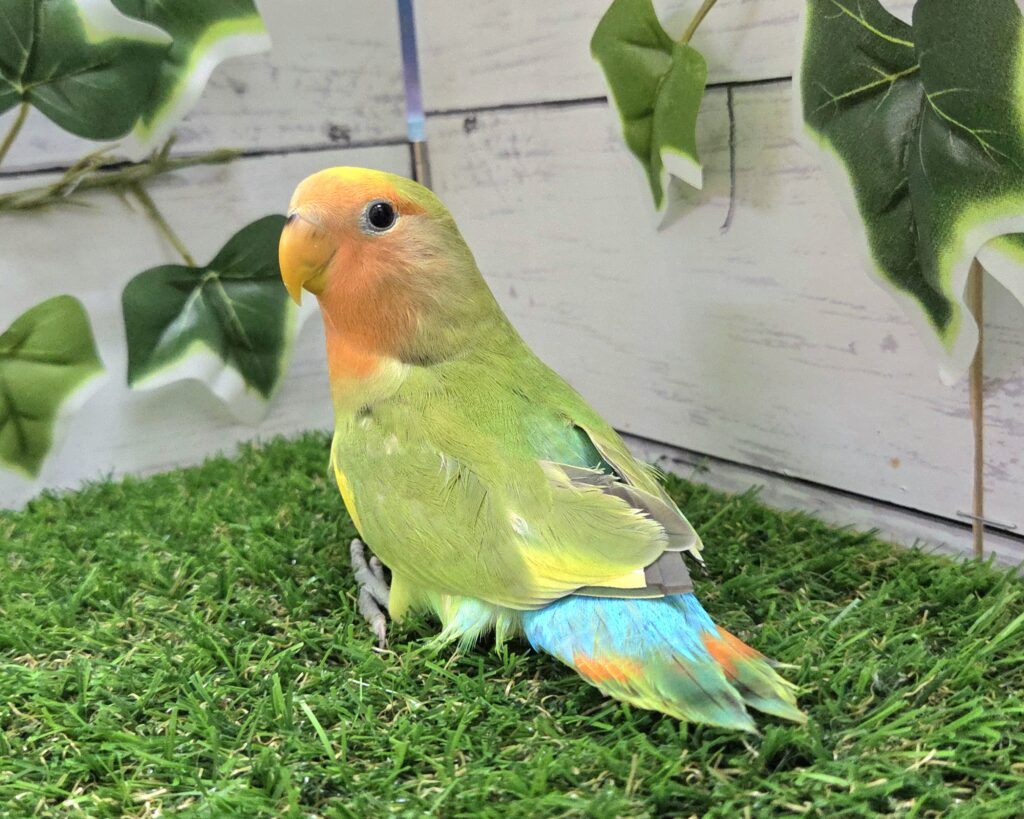 小桜インコ様、専用のpost 小桜インコ様、専用の確認post （鳥専門店 BIRDMORE