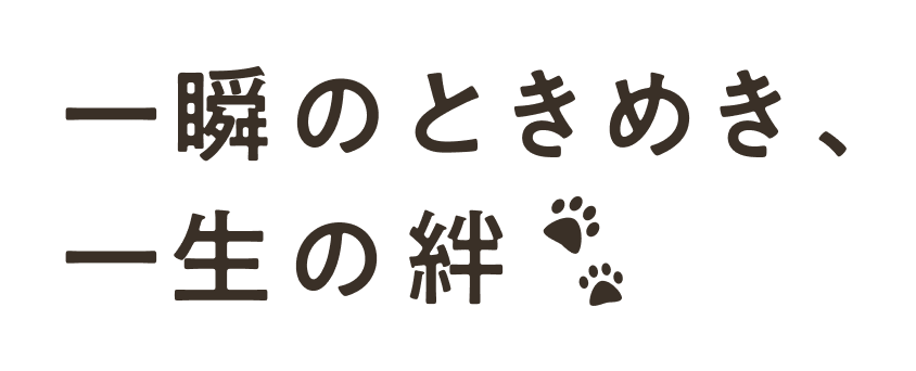 一瞬のときめき、一生の絆