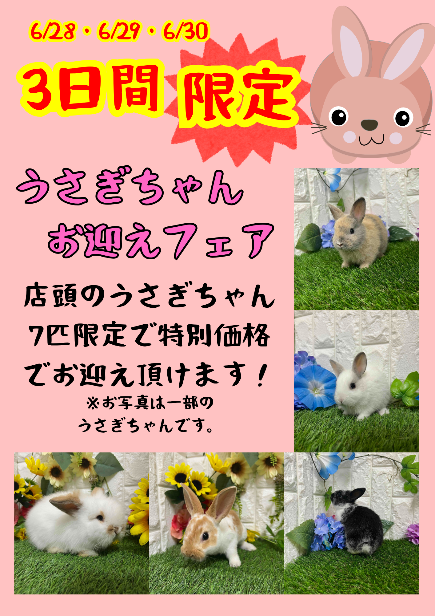 michi55ページ！お山の大将とうさちゃんたち！蓮の実で遊ぶうさちゃん michi55ページ！お山の大将とうさちゃんたち！蓮の実で遊ぶうさ