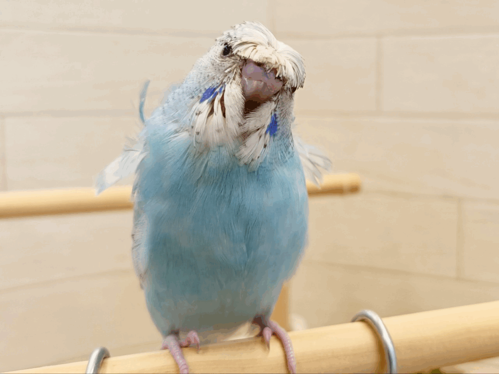 リクエストNO.2521☆羽衣セキセイ 6点セット リクエストNO.2433☆羽衣セキセイインコ☆2点セット - メルカリ