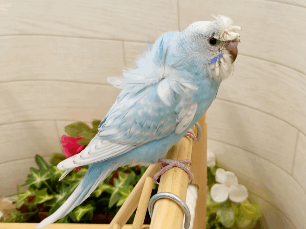 リクエストNO.2521☆羽衣セキセイ 6点セット ☆2024年10月2日入荷☆羽衣セキセイインコ | 【全国120店舗以上