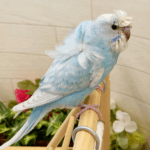 セキセイインコ ベレー帽 Amazon.co.jp: ダイカイ 帽子をかぶるセキセイインコ 7.6×4.8