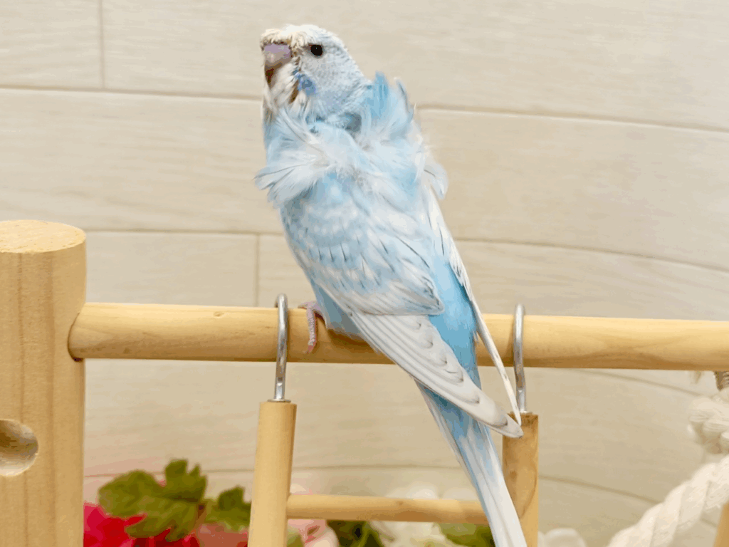 リクエストNO.2521☆羽衣セキセイ 6点セット リクエストNO.2433☆羽衣セキセイインコ☆2点セット - メルカリ