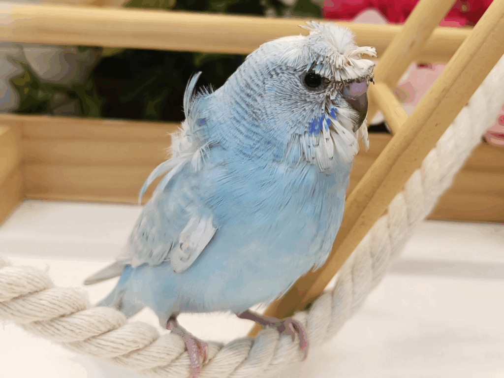 リクエストNO.2521☆羽衣セキセイ 6点セット ☆2024年10月2日入荷☆羽衣セキセイインコ | 【全国120店舗以上