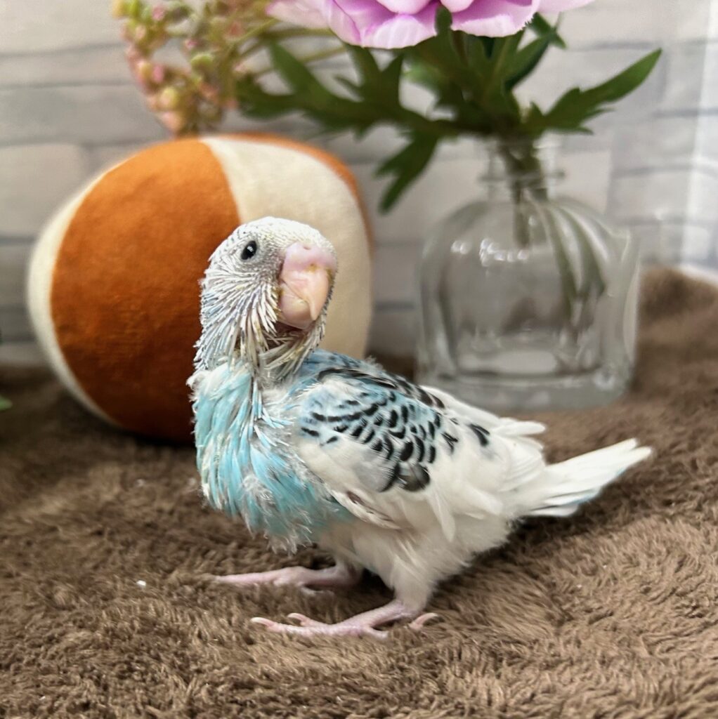 セキセイインコ | 【全国120店舗以上】ペットショップ