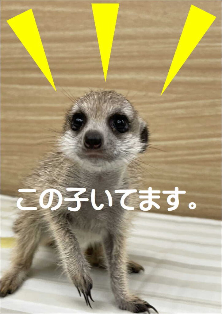 現在の画像に代替テキストがありません。ファイル名: 2793cff935a032b6c10f67c565fe39c3-1.jpg
