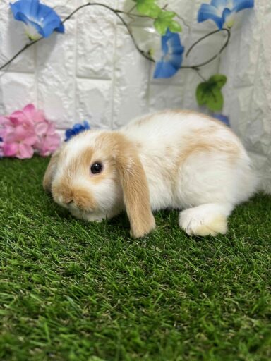 ロップイヤーラビット | 【全国120店舗以上】ペットショップ
