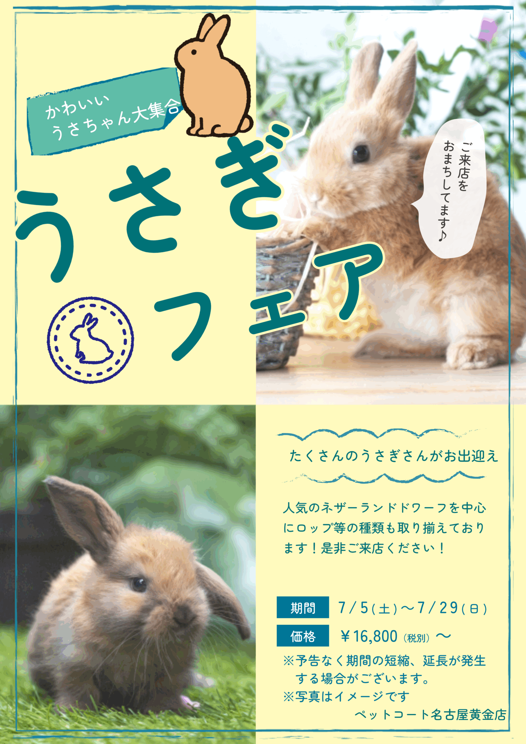 うさぎフェア開催 | 【全国120店舗以上】ペットショップ｜コーワペッツ