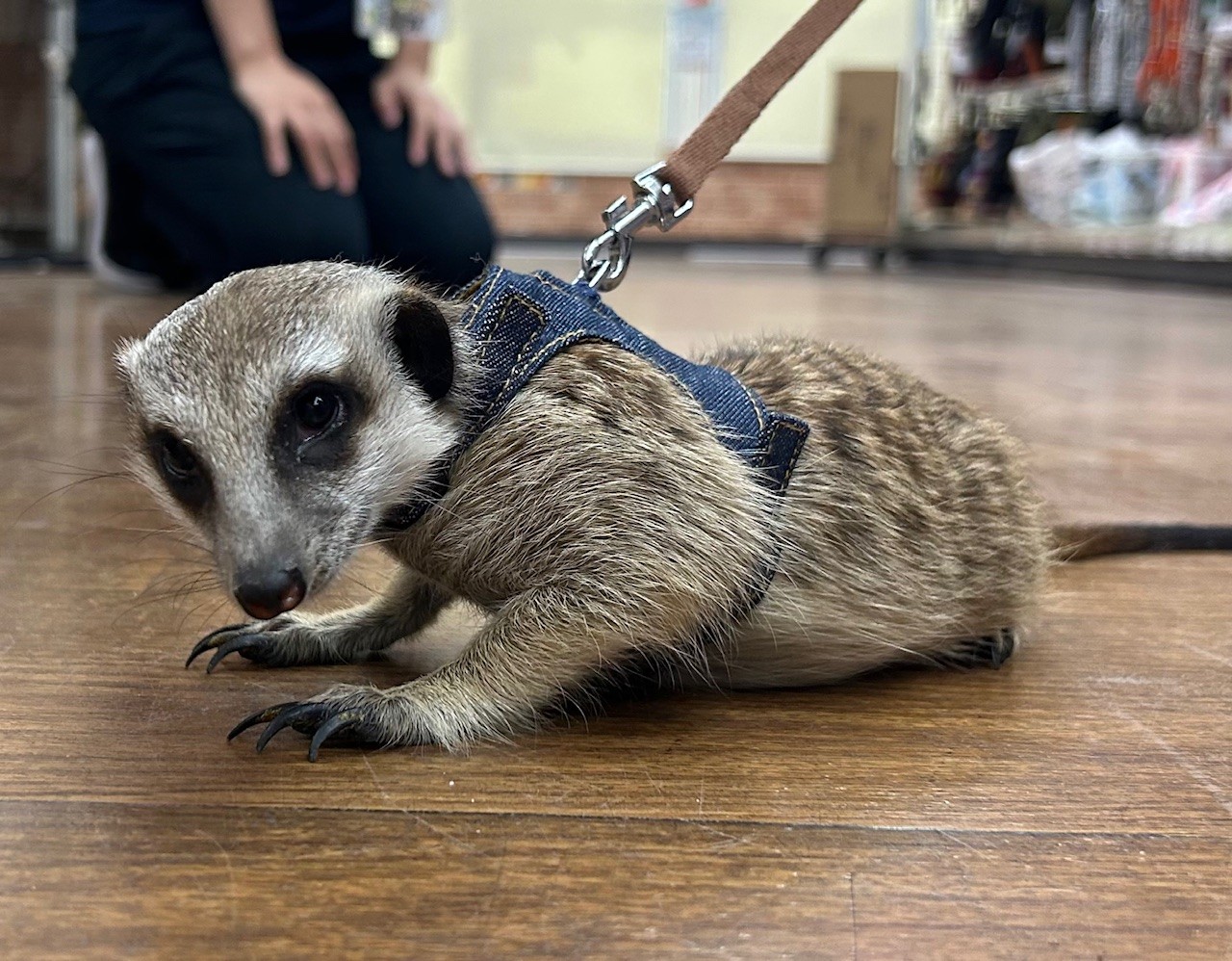 33d81e1a24c9abeb68da42bb5038e2