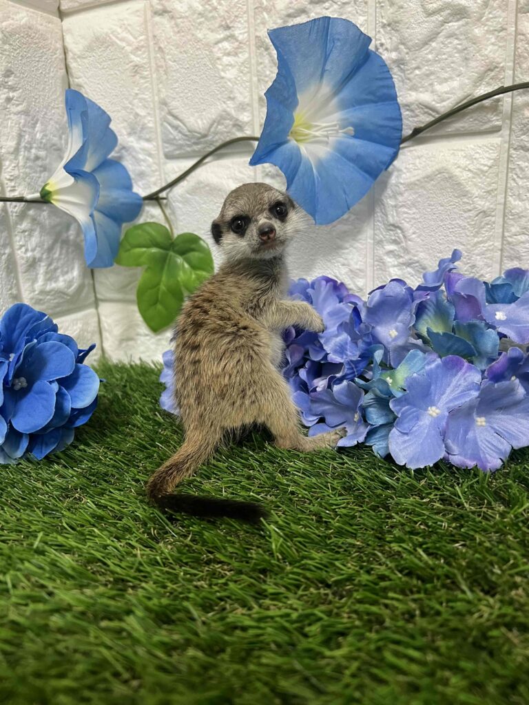 ミーヤキャット ミーアキャットちゃんといえば、、 立ってる姿が有名ですが