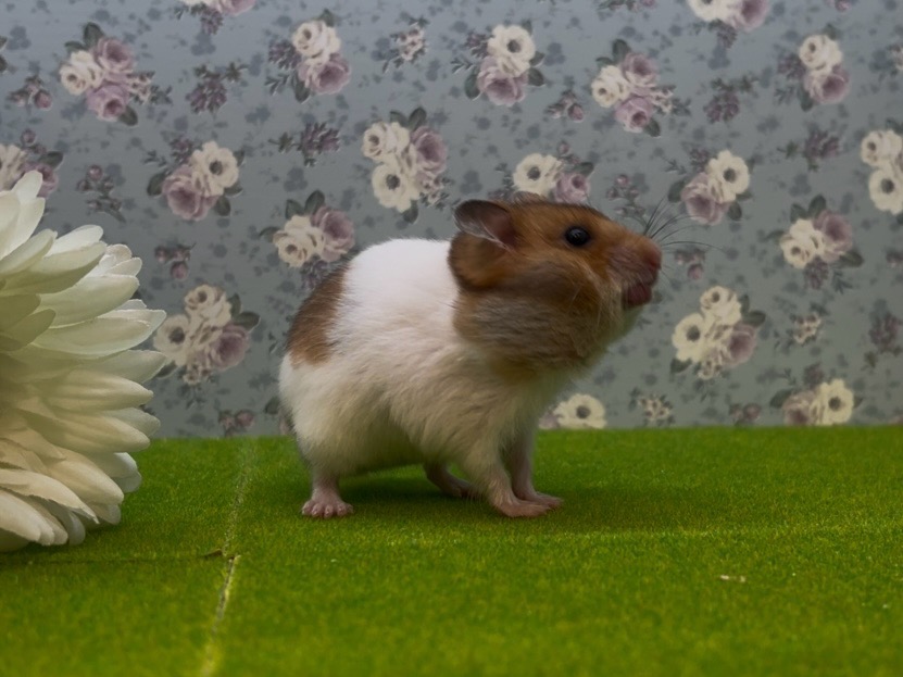 ゴールデンハムスター カラーゴールデンハムスター – 株式会社ペットサン