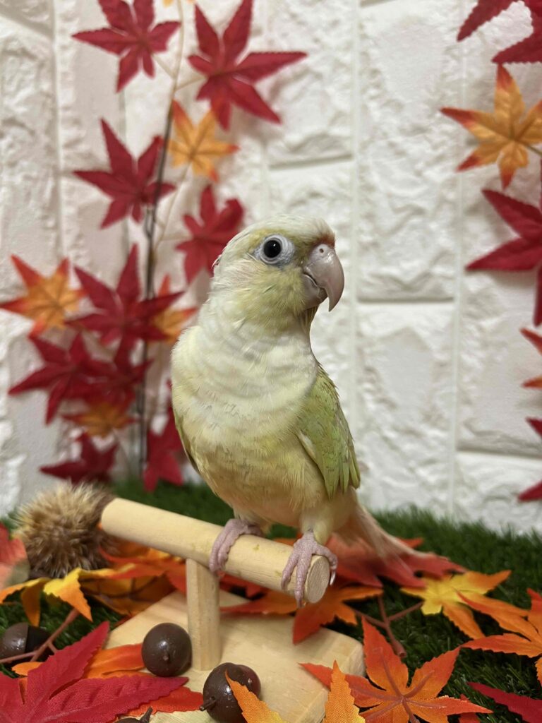 【真緒ページ】 「インコ☆オールスターズ」「ウロコインコさん」 真緒ページ】 「インコ☆オールスターズ」「ウロコインコさん
