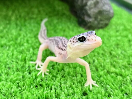 あっちゃん　コケ各種6パックとホソバゴケ1トレー あっちゃん専用 コケ各種6点トレー入り＆パック入り