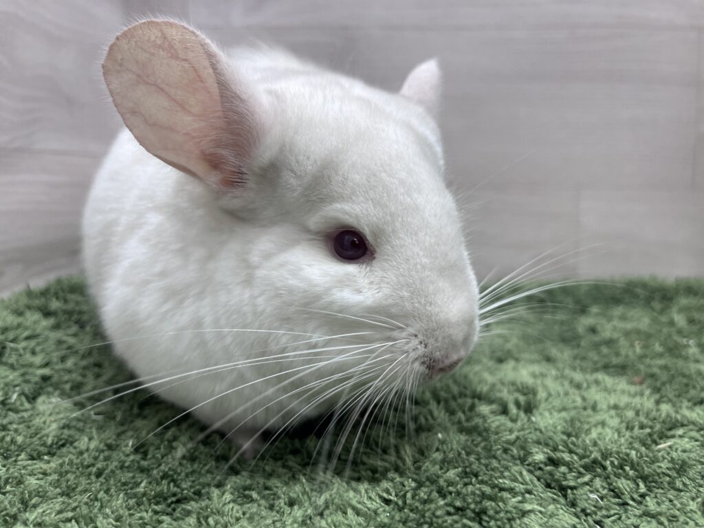チンチラブラウン●デンマーク産コペンハーゲン社 オブジェ 置物 ネコ 猫 ねこ 天然木 インテリア デンマーク 北欧