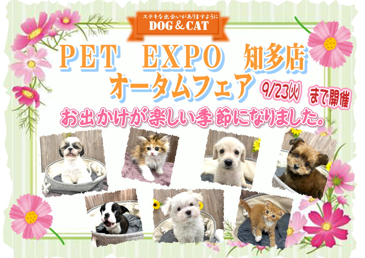 9/13～9/23までオータムフェア開催！！ | 【全国120店舗以上】ペット