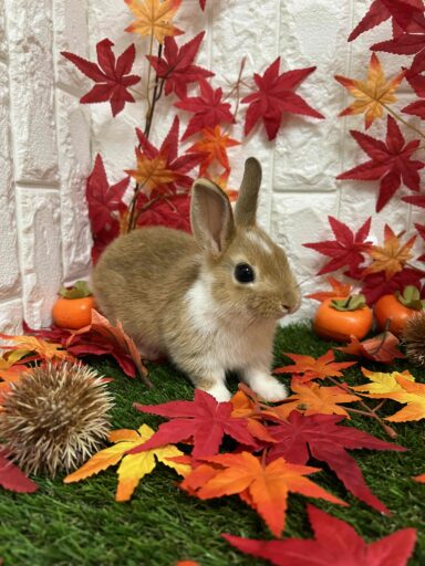 ミニウサギ | 【全国120店舗以上】ペットショップ｜コーワペッツ