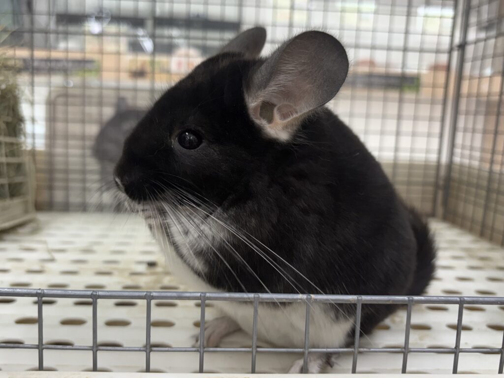 チンチラ | 【全国120店舗以上】ペットショップ｜コーワペッツ