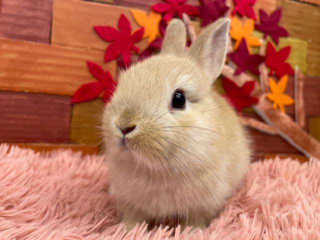 ミックスウサギ（オレンジ） | 【全国120店舗以上】ペット