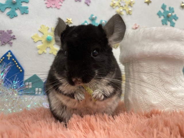 チンチラ（ブラックベルベット） | 【全国120店舗以上】ペットショップ