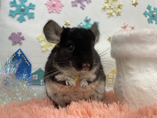 チンチラ 日本初,防水加工,8個SET,チンチラケージが快適な環境に【洗ピカ