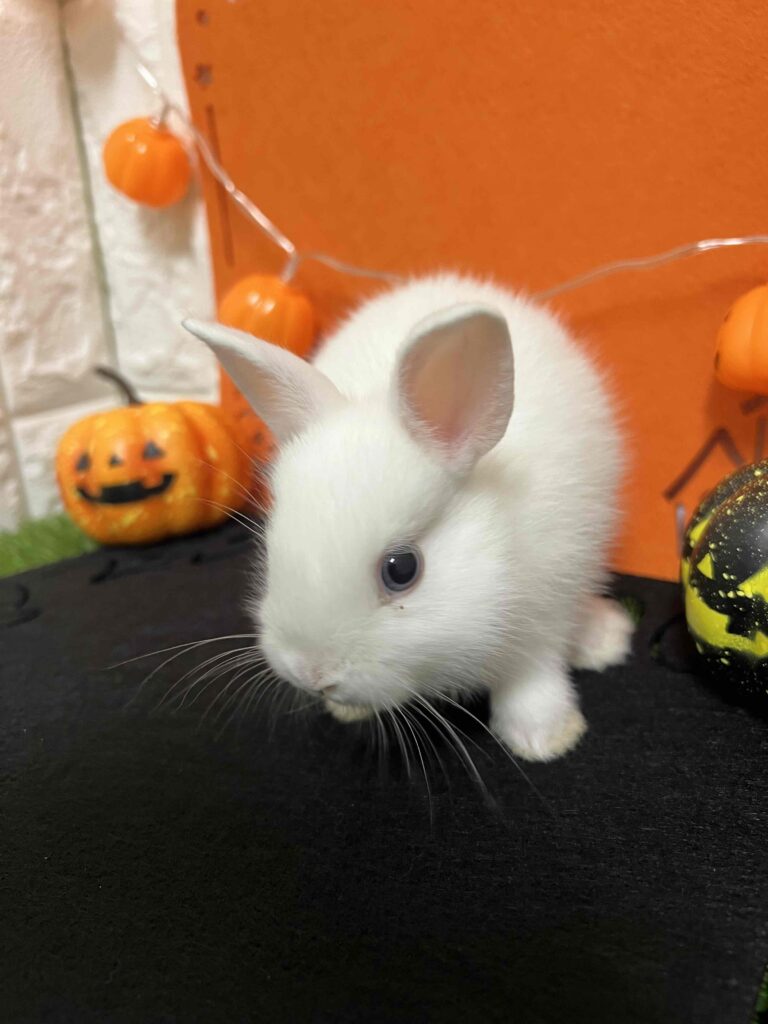 ガンバレッツゴー     うさぎ(赤) ガンバレッツゴー うさぎ(赤)