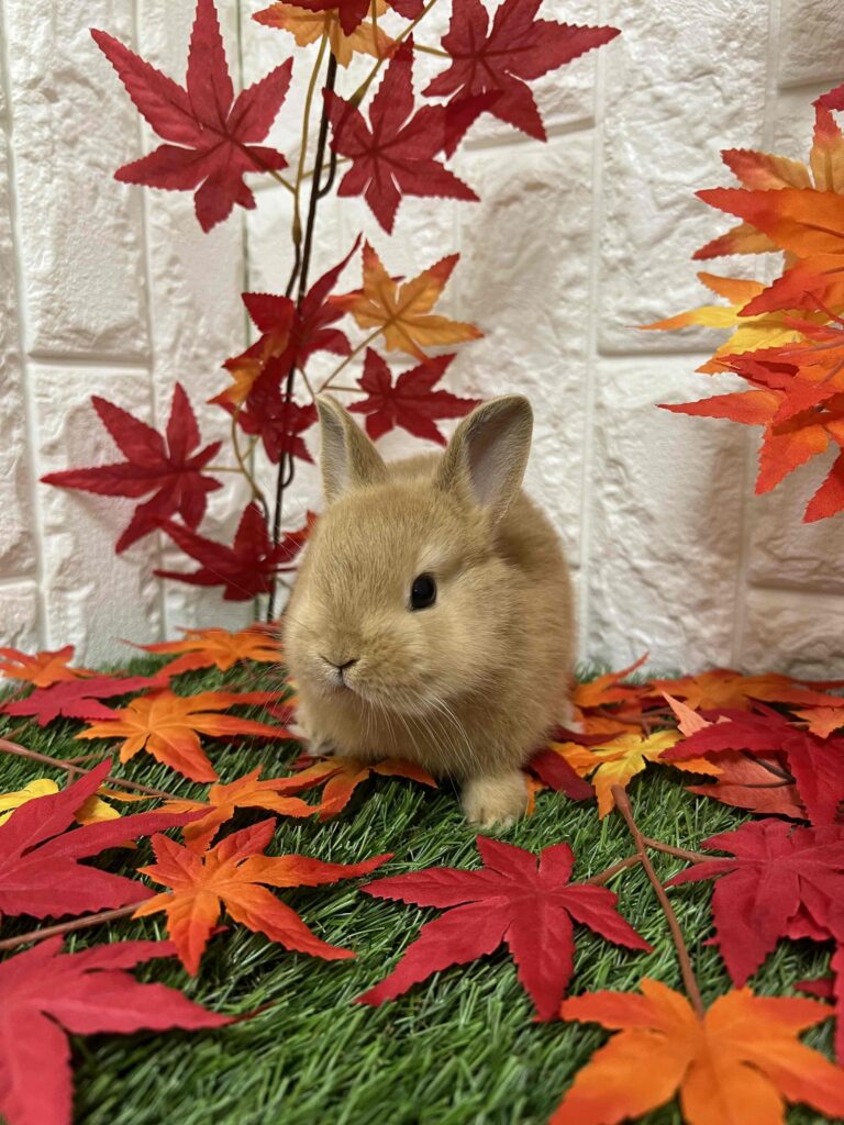 ネザーランドドワーフ（オレンジ） | 【全国120店舗以上】ペット