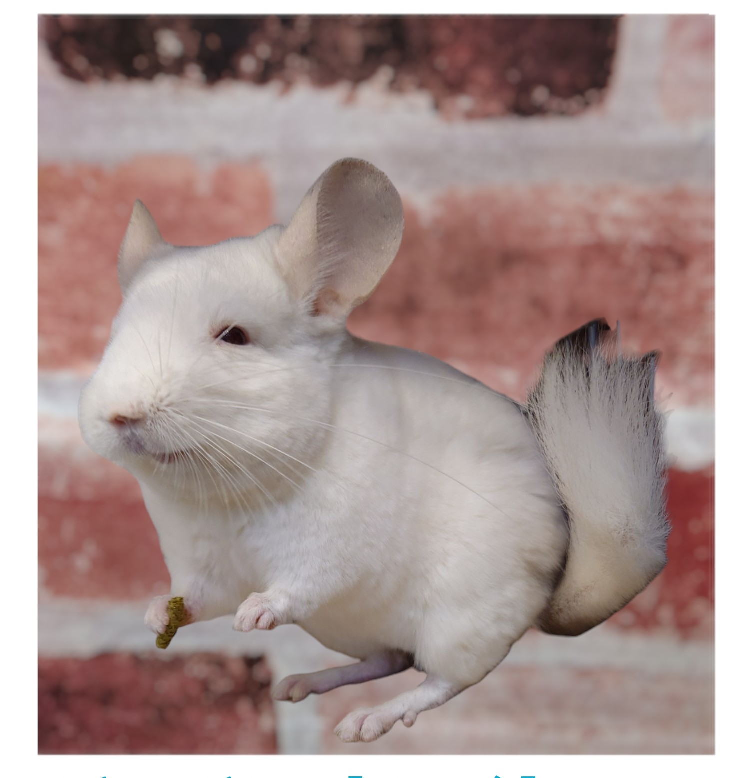 チンチラ(ホワイト) | 【全国120店舗以上】ペットショップ