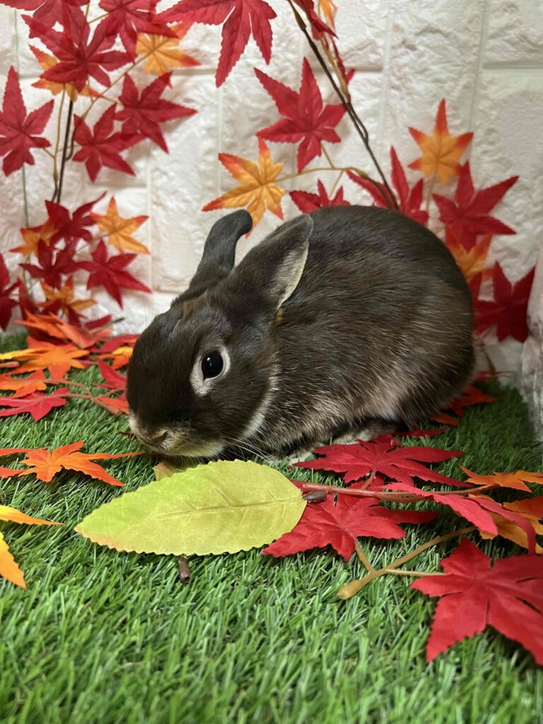 PremiumSALE】ネザーランドドワーフ（チョコレート） | 【全国120店舗