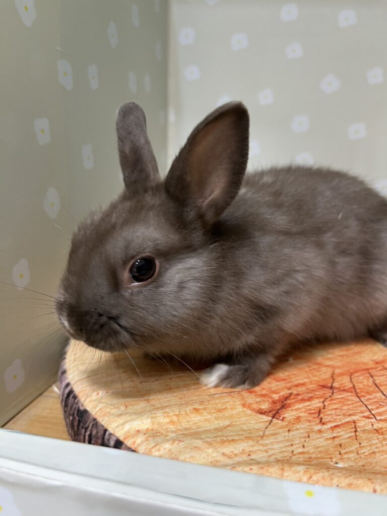 ネザーランドドワーフラビット（チョコレート） | 【全国120店舗以上