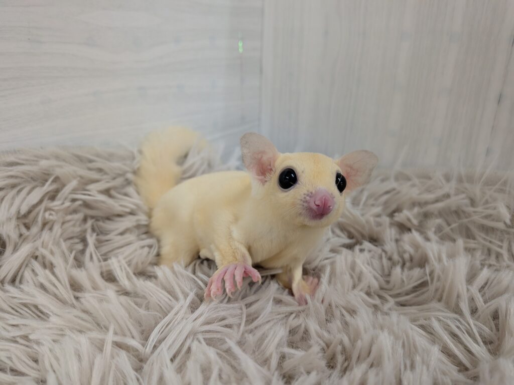 Xmasフェア】フクロモモンガ | 【全国120店舗以上】ペットショップ