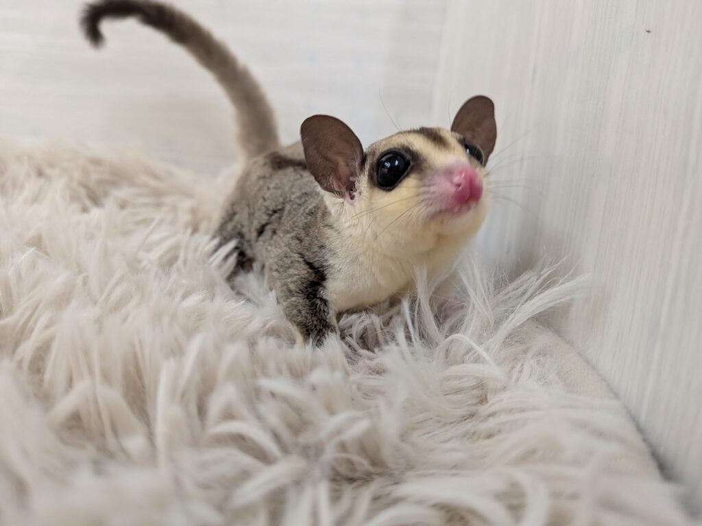 フクロモモンガ Xmasフェア】フクロモモンガ | 【全国120店舗以上】ペットショップ