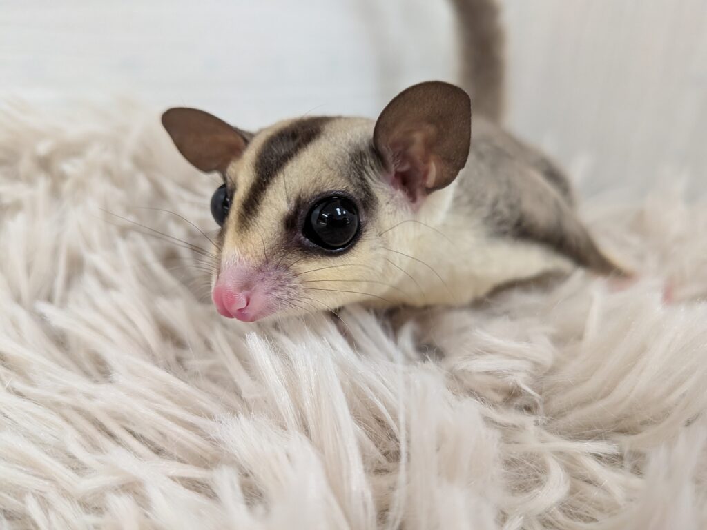 Xmasフェア】フクロモモンガ | 【全国120店舗以上】ペットショップ