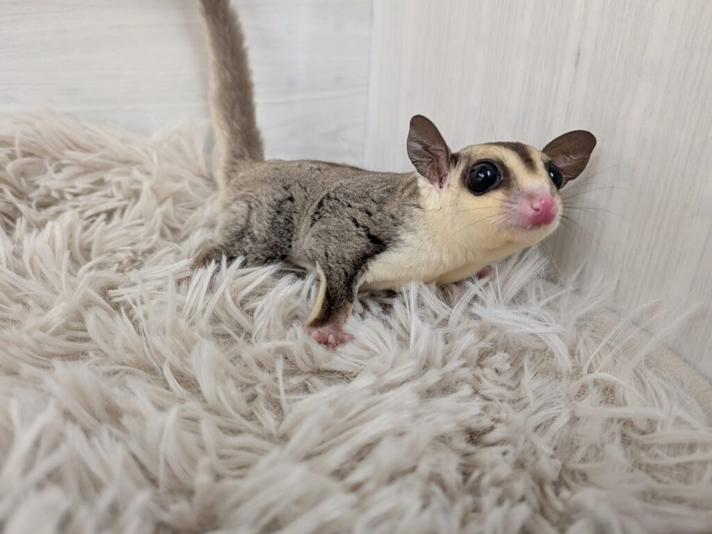 フクロモモンガ Xmasフェア】フクロモモンガ | 【全国120店舗以上】ペットショップ