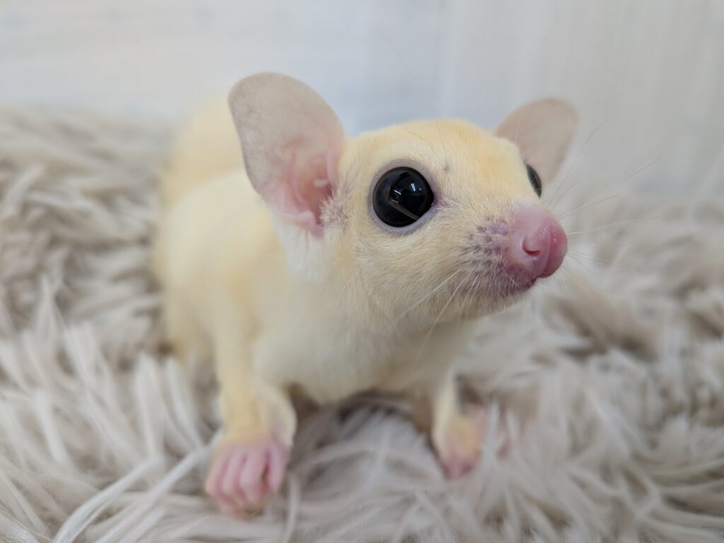 フクロモモンガ Xmasフェア】フクロモモンガ | 【全国120店舗以上】ペットショップ