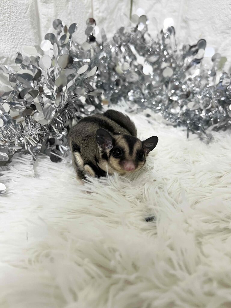 WinterSALE】フクロモモンガ（ノーマル） | 【全国120店舗以上】ペット