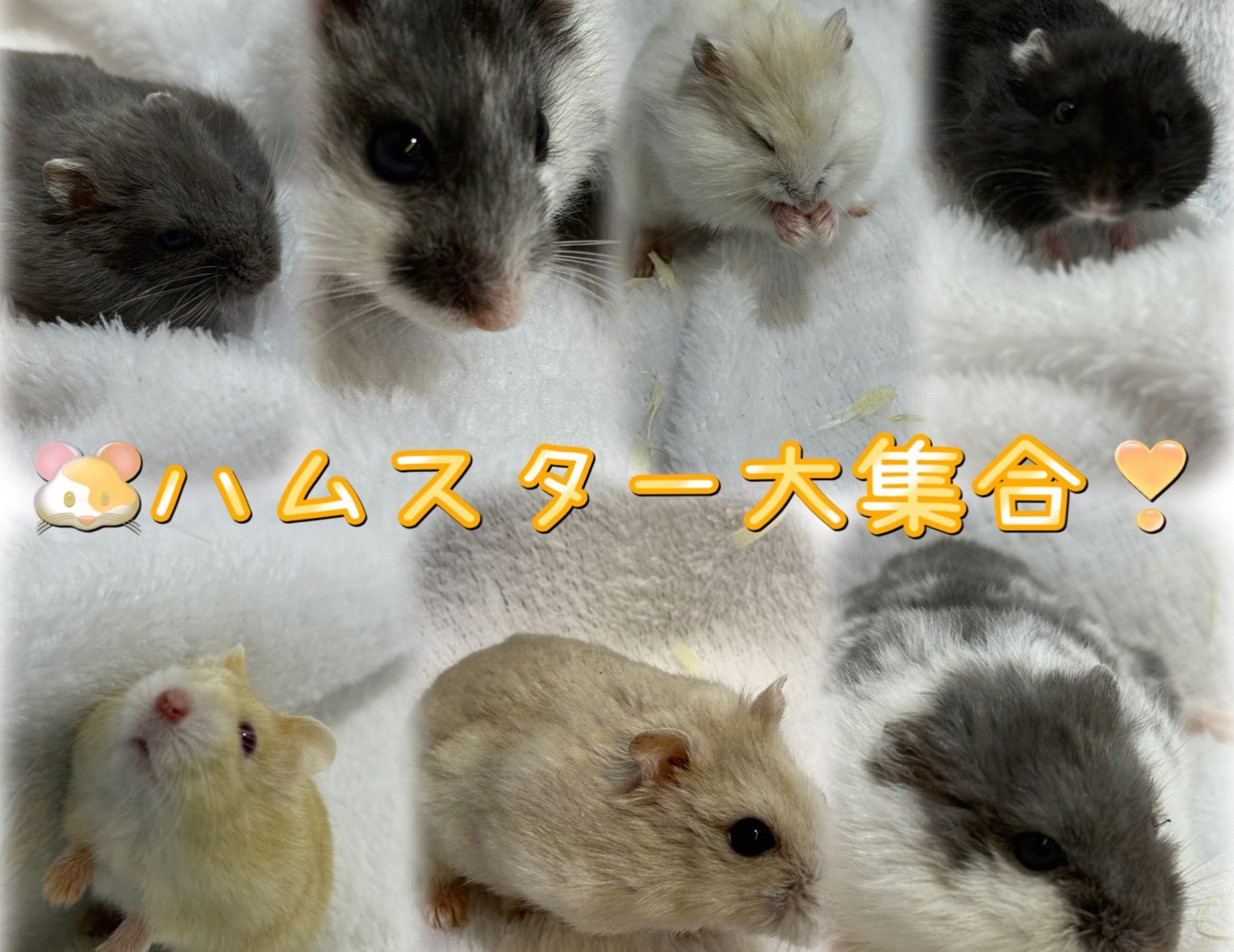 ペットプラザ東大阪菱江店】ハムスター大集合！！ | 【全国120店舗以上