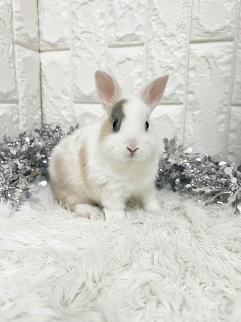 ミニうさぎ（トライカラー） | 【全国120店舗以上】ペットショップ