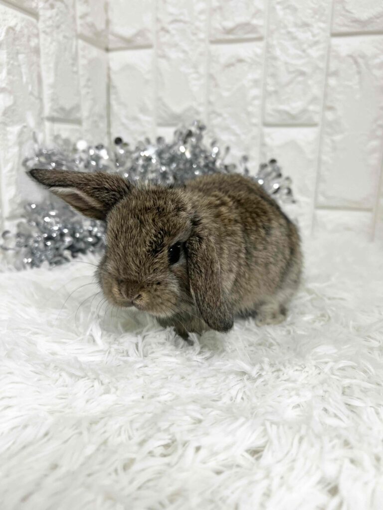 ロップイヤー様 うさぎ 羊毛フェルト ロップイヤー ミニうさぎ ブロークントート