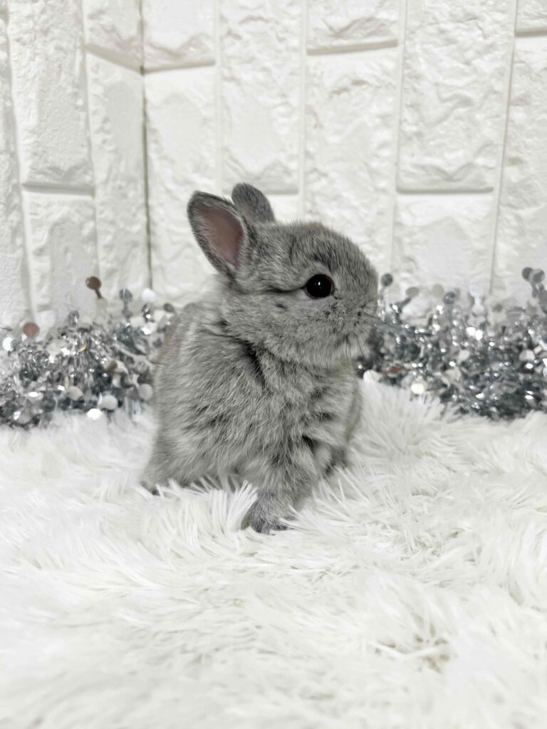 WinterSALE】血統ネザーランドドワーフ（プレミアムチンチラグレー
