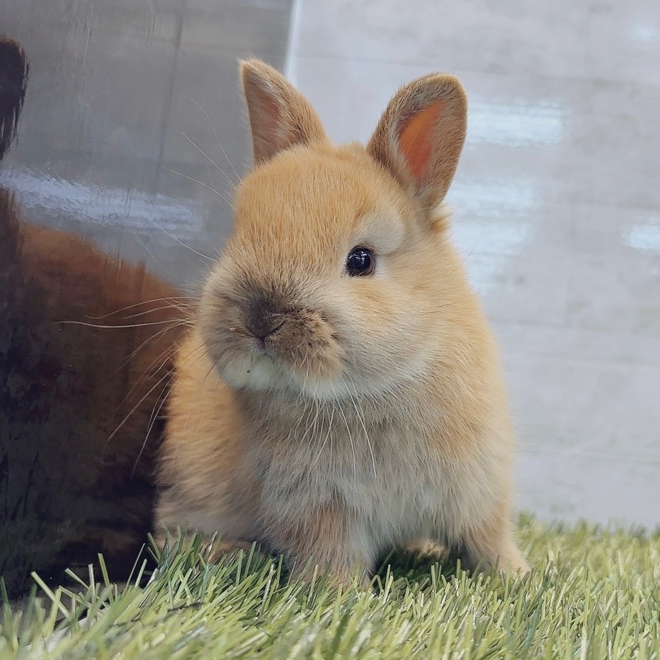 ネザーランドドワーフ♂(オレンジ) | 【全国120店舗以上】ペット