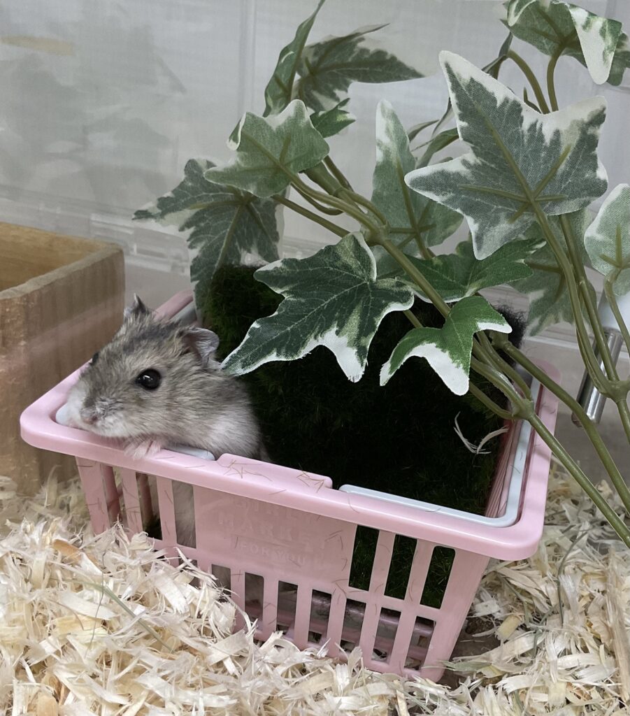 ジャンガリアンハムスター | 【全国120店舗以上】ペットショップ