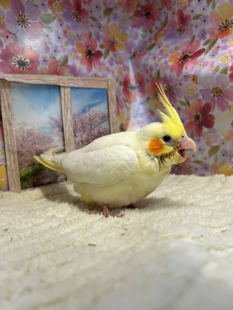 オカメインコ ルチノー | 【全国120店舗以上】ペットショップ