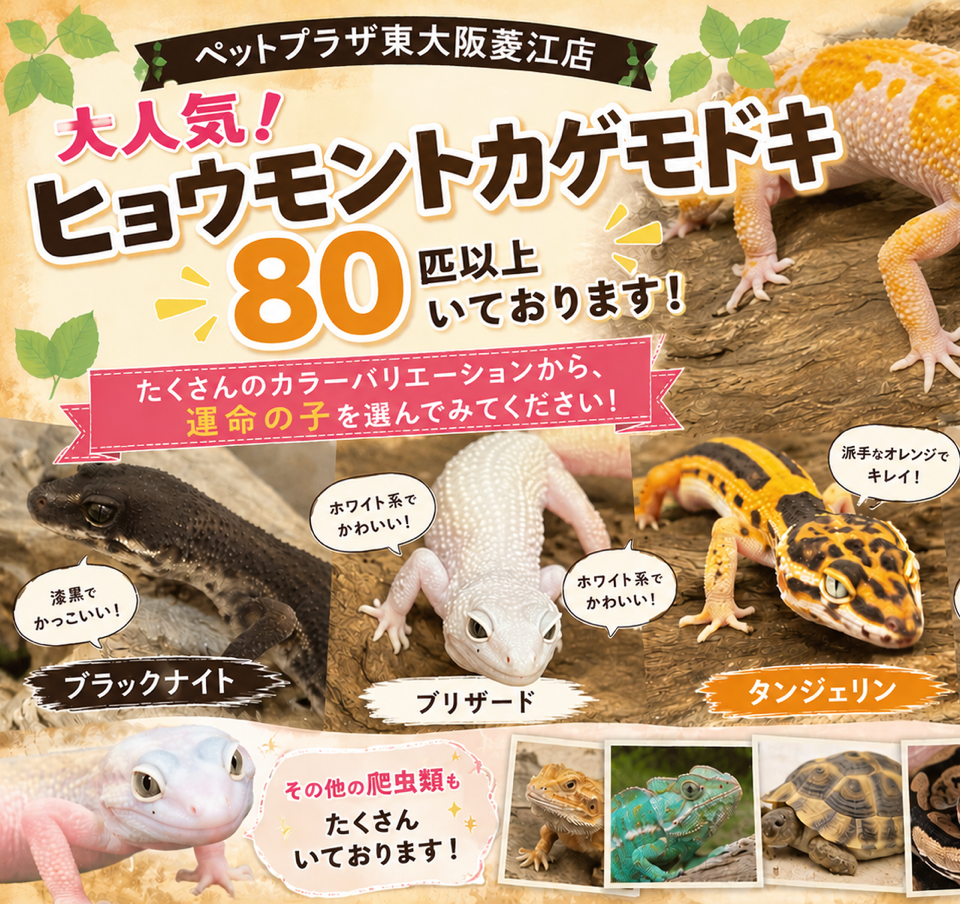 ペットプラザ東大阪菱江店】大人気爬虫類♪ヒョウモントカゲモドキが大