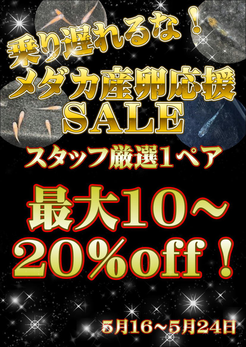メダカさん専用 摂津鳥飼西店】乗り遅れるな！メダカ産卵応援SALE！ | 【全国120