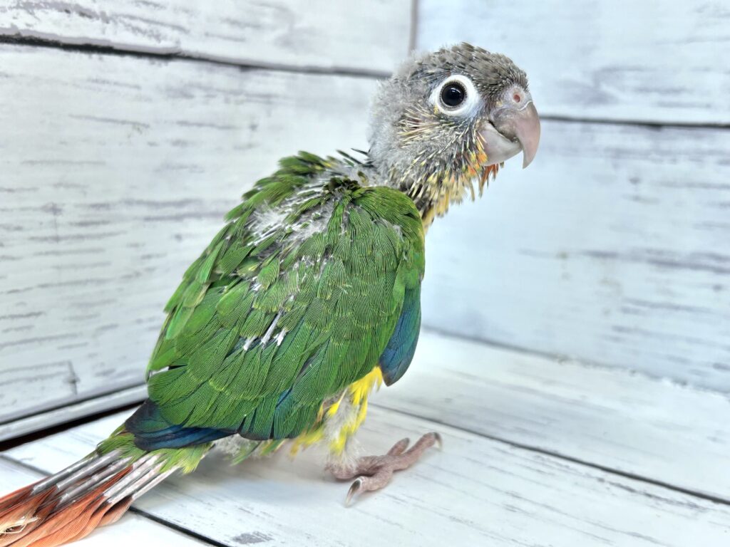 ワキコガネウロコインコ | 【全国120店舗以上】ペットショップ