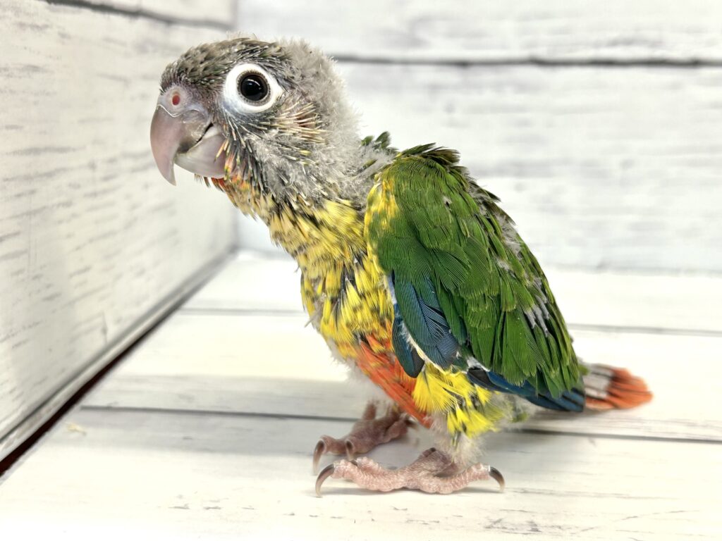ワキコガネウロコインコ | 【全国120店舗以上】ペットショップ